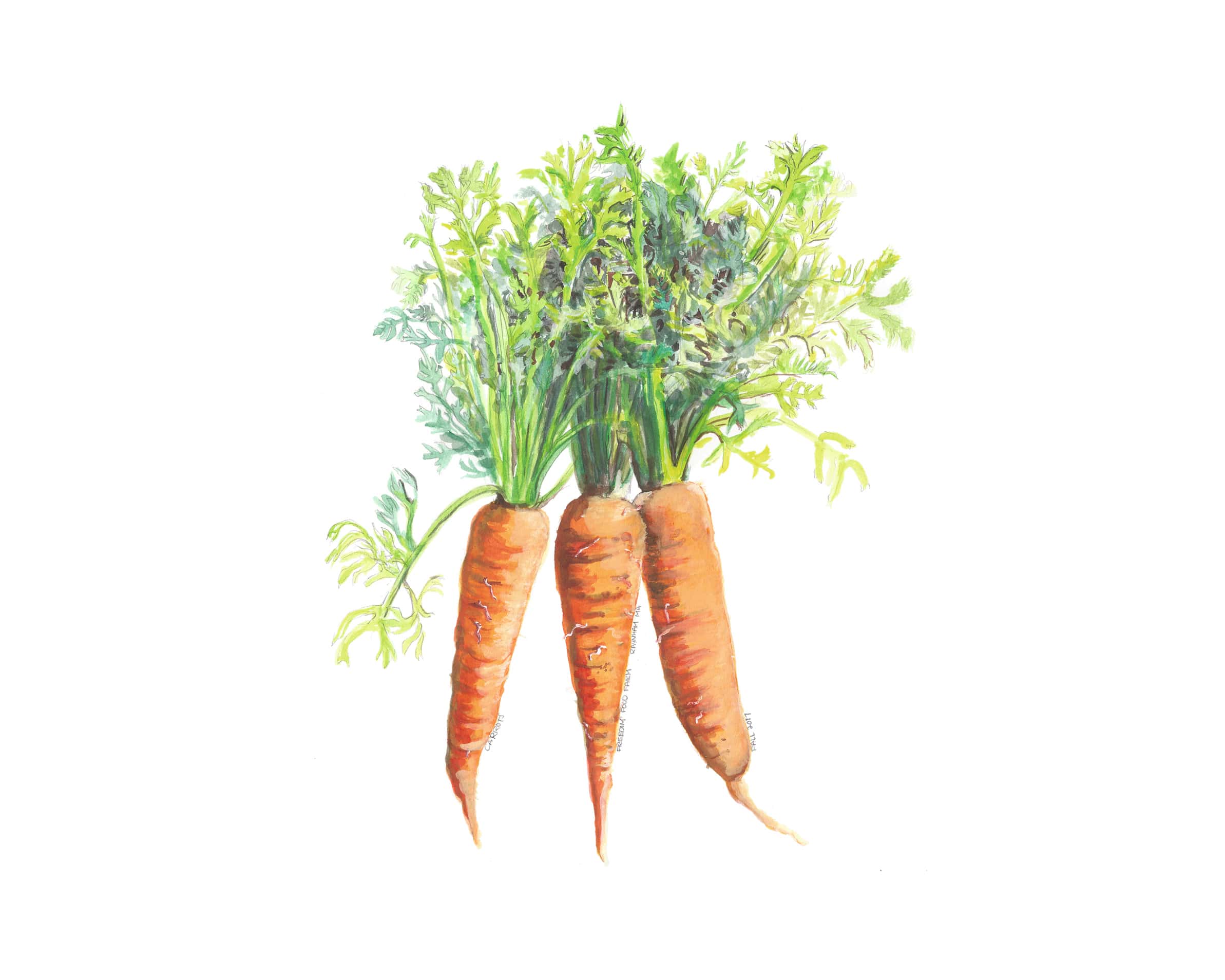 Carrots by Nichole Speciale